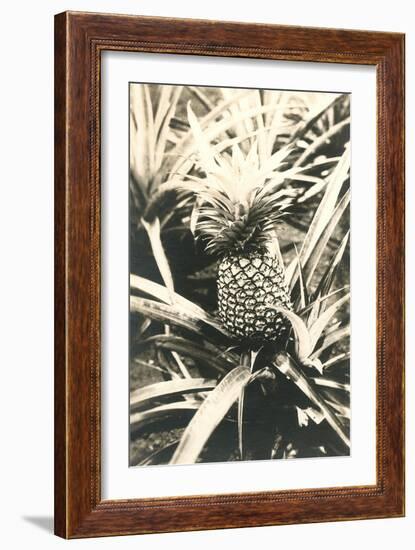 Pineapple on Plant-null-Framed Art Print