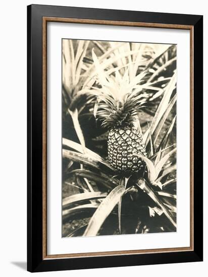 Pineapple on Plant-null-Framed Art Print