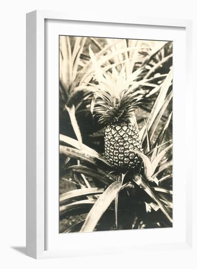 Pineapple on Plant-null-Framed Art Print