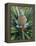 Pineapple Plant with Fruit-Sinclair Stammers-Framed Premier Image Canvas