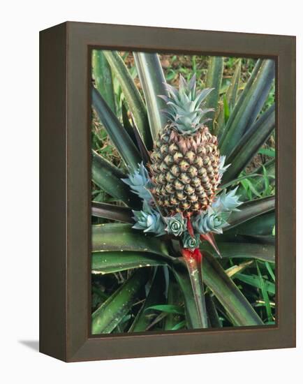 Pineapple Plant with Fruit-Sinclair Stammers-Framed Premier Image Canvas