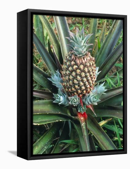 Pineapple Plant with Fruit-Sinclair Stammers-Framed Premier Image Canvas