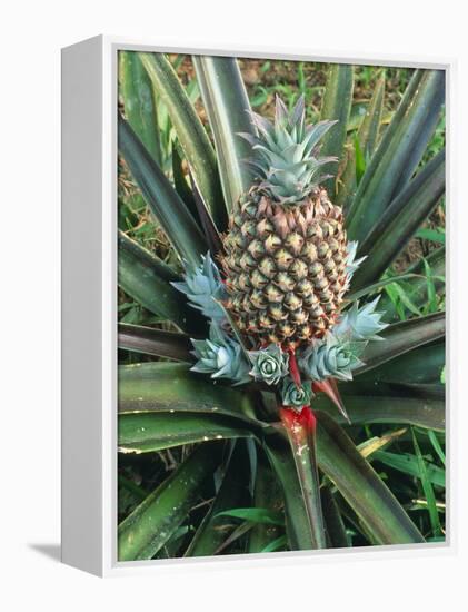 Pineapple Plant with Fruit-Sinclair Stammers-Framed Premier Image Canvas