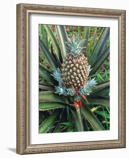 Pineapple Plant with Fruit-Sinclair Stammers-Framed Photographic Print
