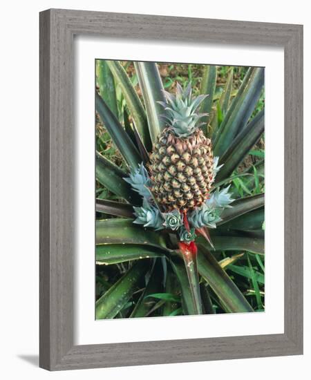 Pineapple Plant with Fruit-Sinclair Stammers-Framed Photographic Print