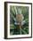 Pineapple Plant with Fruit-Sinclair Stammers-Framed Photographic Print