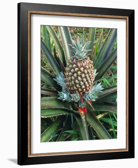 Pineapple Plant with Fruit-Sinclair Stammers-Framed Photographic Print