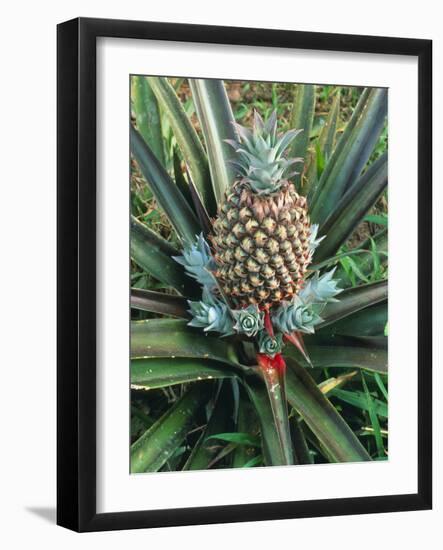 Pineapple Plant with Fruit-Sinclair Stammers-Framed Photographic Print