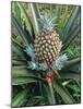 Pineapple Plant with Fruit-Sinclair Stammers-Mounted Photographic Print