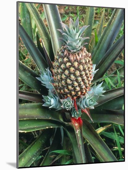 Pineapple Plant with Fruit-Sinclair Stammers-Mounted Photographic Print