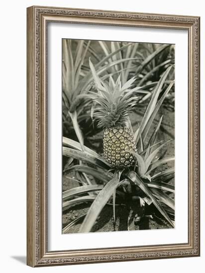 Pineapple Plant-null-Framed Art Print