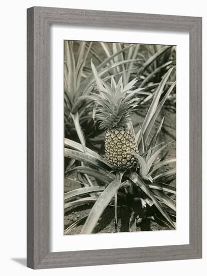 Pineapple Plant-null-Framed Art Print