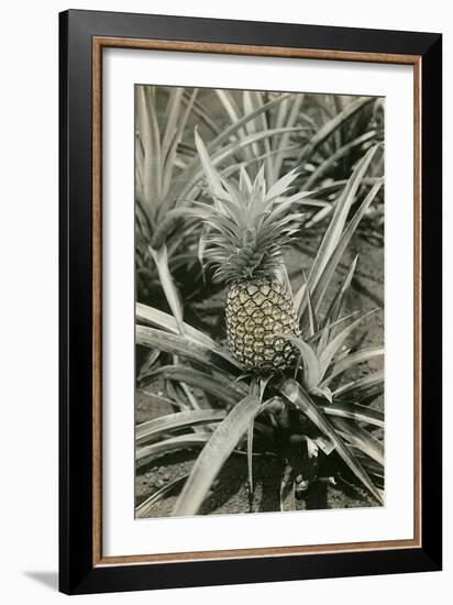 Pineapple Plant-null-Framed Art Print