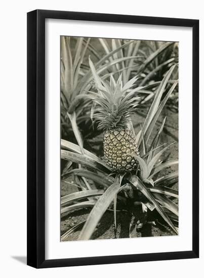 Pineapple Plant-null-Framed Art Print