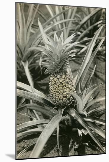 Pineapple Plant-null-Mounted Art Print