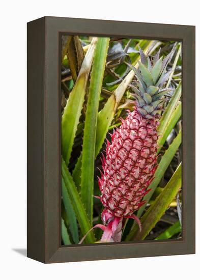 Pineapple Plants Dole Plantation, Wahiawa, Oahu, Hawaii-Michael DeFreitas-Framed Premier Image Canvas