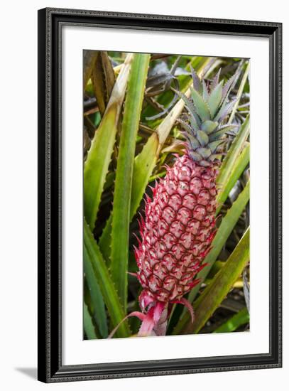 Pineapple Plants Dole Plantation, Wahiawa, Oahu, Hawaii-Michael DeFreitas-Framed Photographic Print