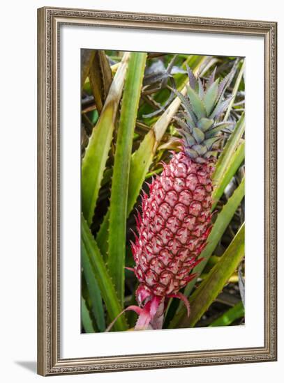 Pineapple Plants Dole Plantation, Wahiawa, Oahu, Hawaii-Michael DeFreitas-Framed Photographic Print