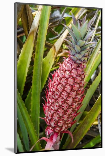 Pineapple Plants Dole Plantation, Wahiawa, Oahu, Hawaii-Michael DeFreitas-Mounted Photographic Print