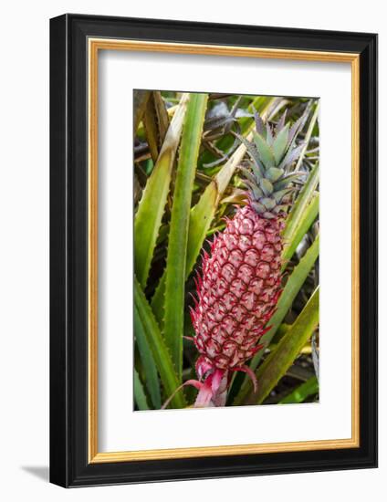 Pineapple Plants Dole Plantation, Wahiawa, Oahu, Hawaii-Michael DeFreitas-Framed Photographic Print