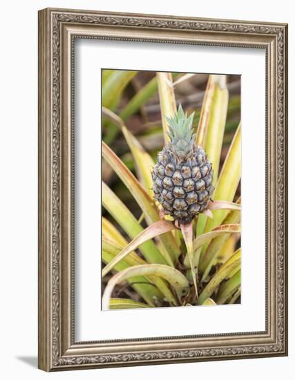 Pineapple Plants Dole Plantation, Wahiawa, Oahu, Hawaii-Michael DeFreitas-Framed Photographic Print