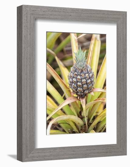 Pineapple Plants Dole Plantation, Wahiawa, Oahu, Hawaii-Michael DeFreitas-Framed Photographic Print