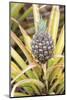 Pineapple Plants Dole Plantation, Wahiawa, Oahu, Hawaii-Michael DeFreitas-Mounted Photographic Print