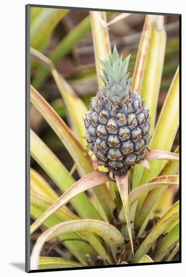 Pineapple Plants Dole Plantation, Wahiawa, Oahu, Hawaii-Michael DeFreitas-Mounted Photographic Print