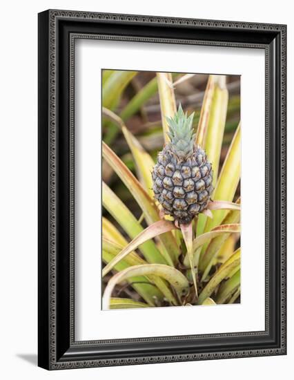 Pineapple Plants Dole Plantation, Wahiawa, Oahu, Hawaii-Michael DeFreitas-Framed Photographic Print