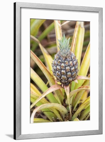 Pineapple Plants Dole Plantation, Wahiawa, Oahu, Hawaii-Michael DeFreitas-Framed Photographic Print