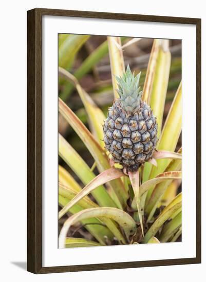 Pineapple Plants Dole Plantation, Wahiawa, Oahu, Hawaii-Michael DeFreitas-Framed Photographic Print