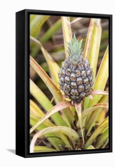 Pineapple Plants Dole Plantation, Wahiawa, Oahu, Hawaii-Michael DeFreitas-Framed Premier Image Canvas