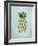 Pineapple Pop-Sydney Edmunds-Framed Giclee Print