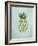 Pineapple Pop-Sydney Edmunds-Framed Giclee Print