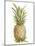 Pineapple Sketch II-Ethan Harper-Mounted Art Print