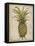 Pineapple Study I-Tim OToole-Framed Stretched Canvas