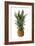 Pineapple-null-Framed Photographic Print