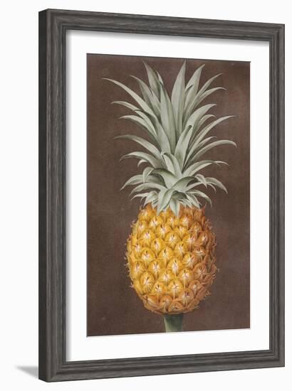 Pineapple-null-Framed Giclee Print