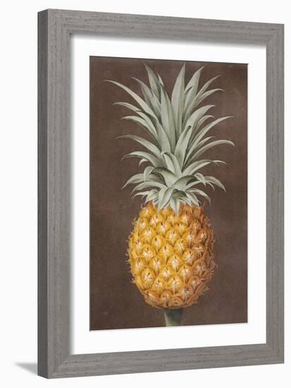 Pineapple-null-Framed Giclee Print