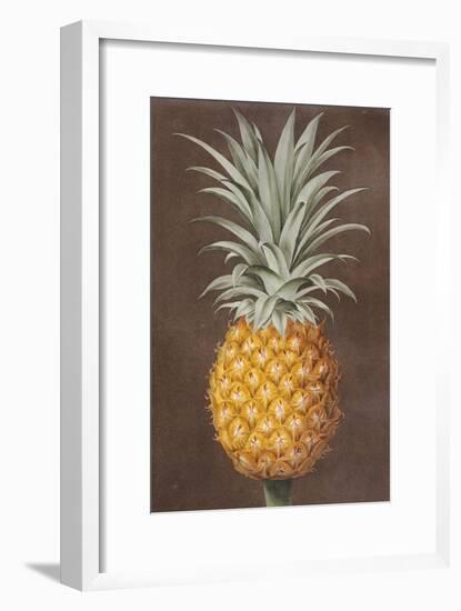 Pineapple-null-Framed Giclee Print