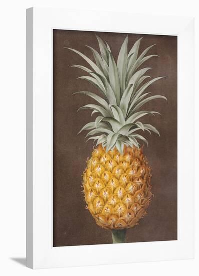 Pineapple-null-Framed Giclee Print