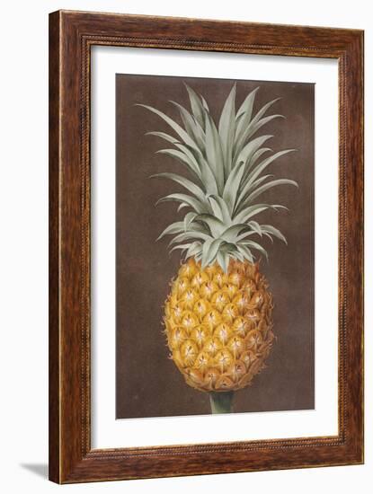 Pineapple--Framed Giclee Print