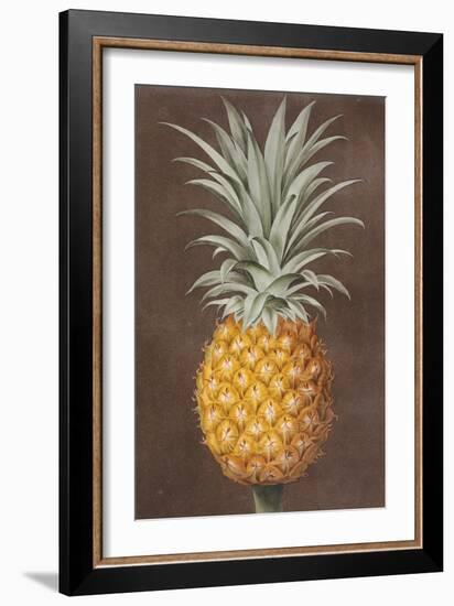 Pineapple-null-Framed Giclee Print