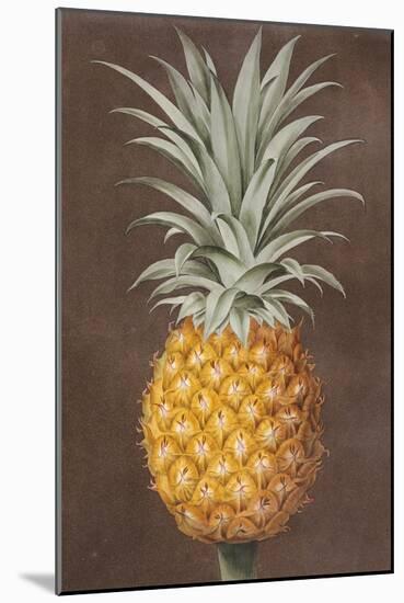 Pineapple-null-Mounted Giclee Print