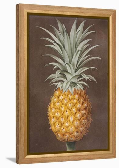 Pineapple-null-Framed Premier Image Canvas