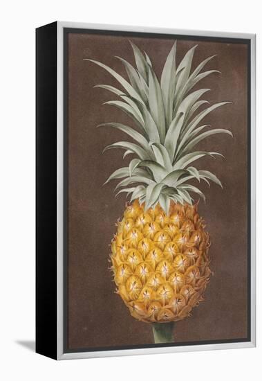 Pineapple-null-Framed Premier Image Canvas