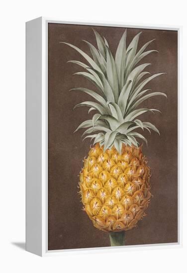 Pineapple-null-Framed Premier Image Canvas