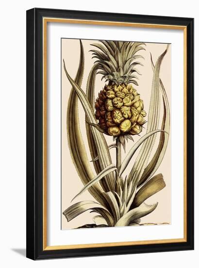 Pineapple-null-Framed Giclee Print