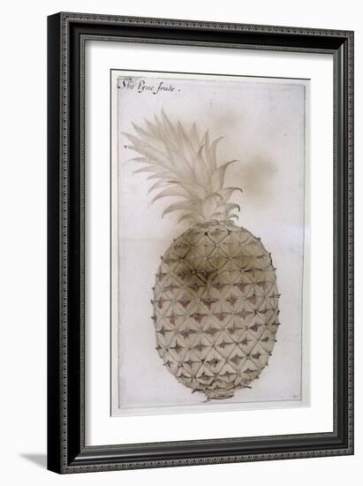 Pineapple-John White-Framed Giclee Print