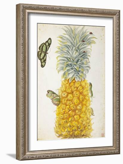 Pineapple-Maria Sibylla Merian-Framed Premium Giclee Print